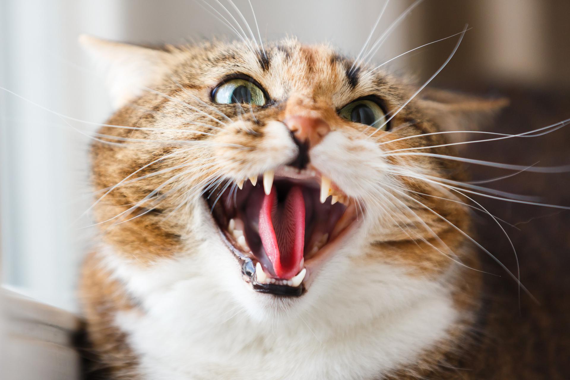Бешеная кошка