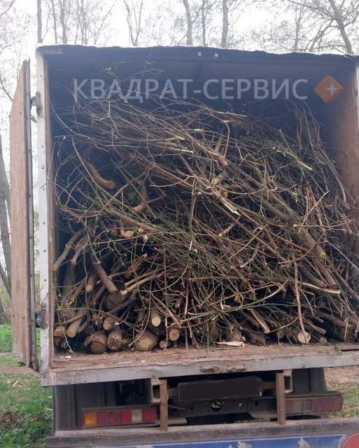 Ветки деревьев Ветки деревьев после расчистки участка в г. Бронницы