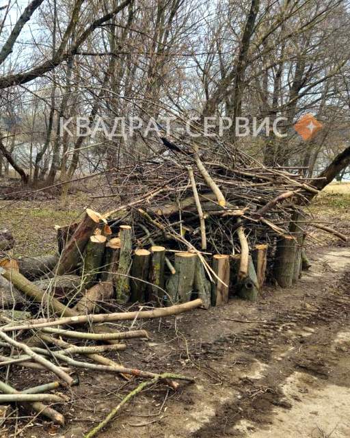 Древесные отходы после расчистки территории Древесные отходы после расчистки территории в Мосрентгене