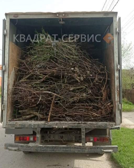 Ветки и древесные остатки Ветки и древесные остатки после расчистки территории