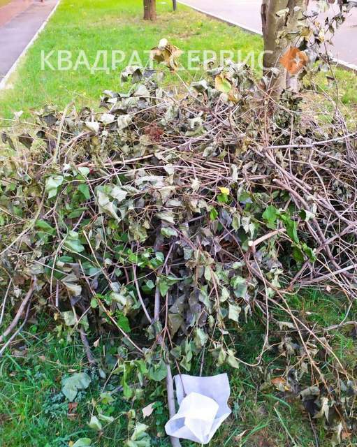 Вывоз срезанных деревьев Вывоз срезанных деревьев и веток в Селятино