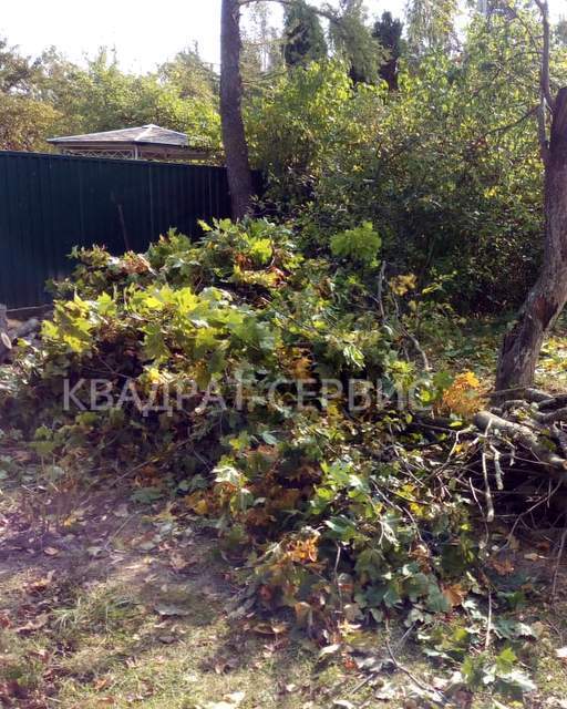 Ветки и древесные остатки Ветки и древесные остатки после уборки придомовой территории