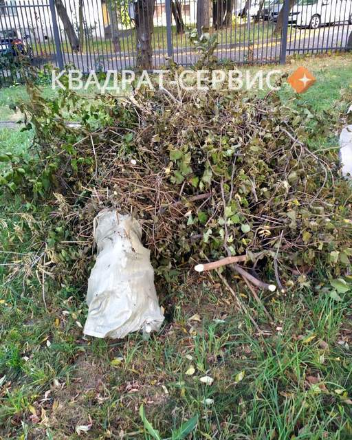 Древесные отходы и ветки Древесные отходы и ветки после расчистки территории в Павловском Посаде