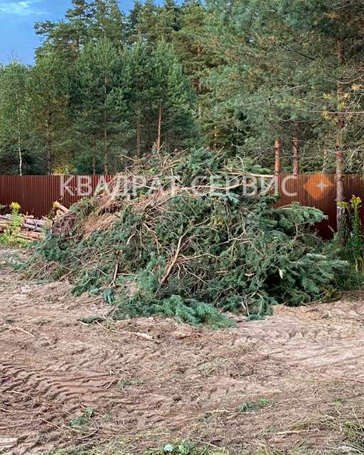 Ветки деревьев Ветки деревьев на участке в г. Лобня