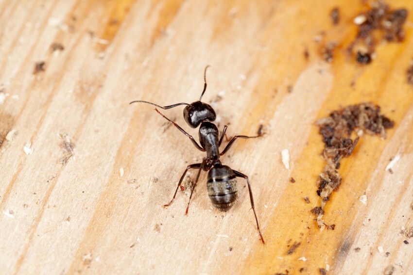 Чем опасны домашние муравьи