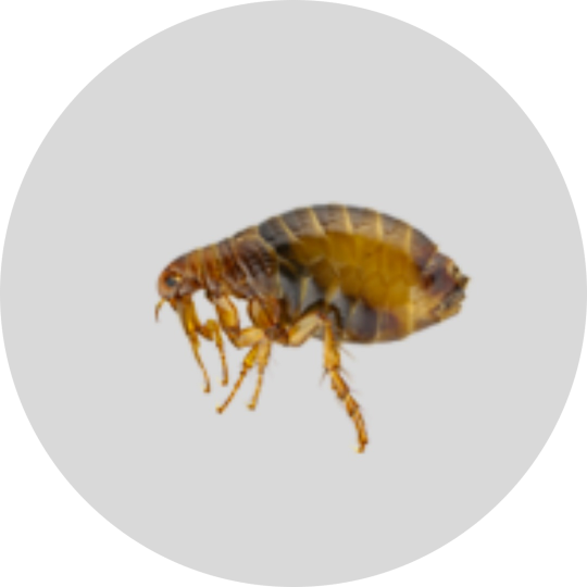 Дезинсекция муравьев в Тюмени