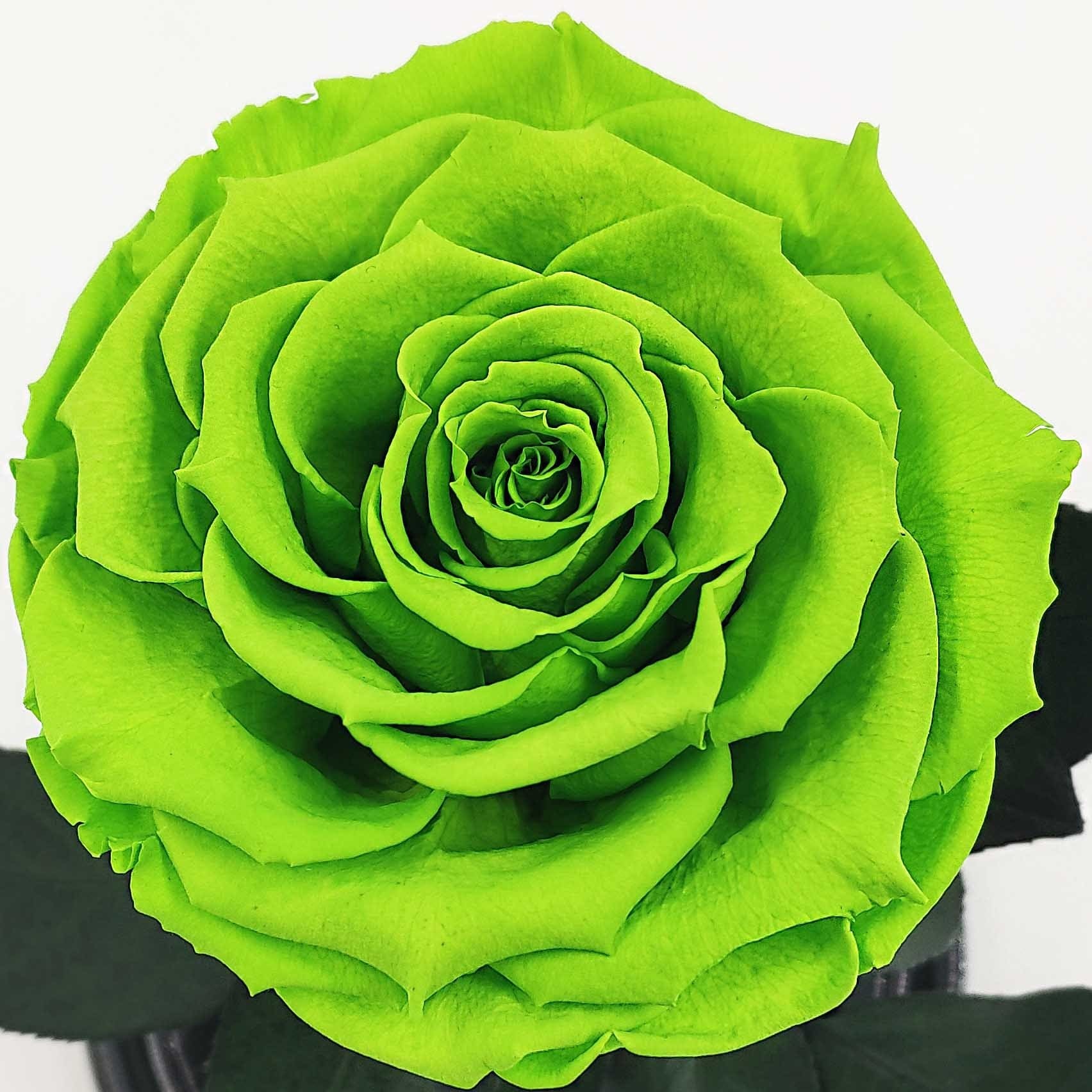 Бутон зелёной розы в колбе