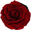 Бордовая вечная роза