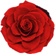 Красная вечная роза