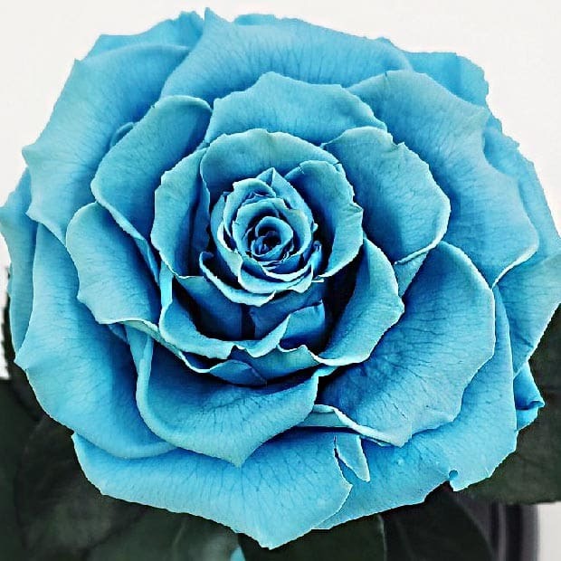 Бутон голубой розы в колбе