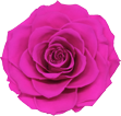 Розовая вечная роза