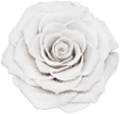 Белая вечная роза