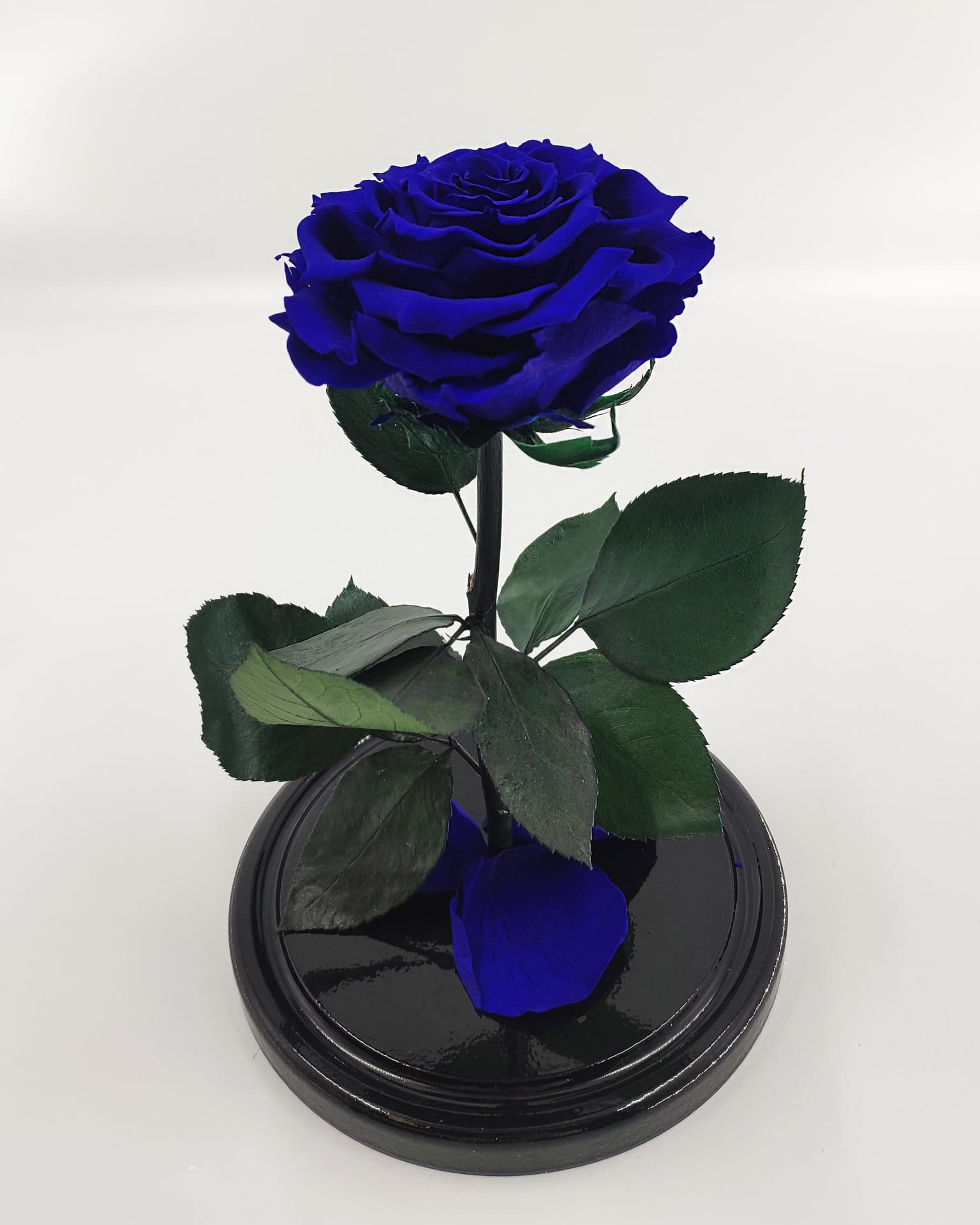 Синяя роза без колбы