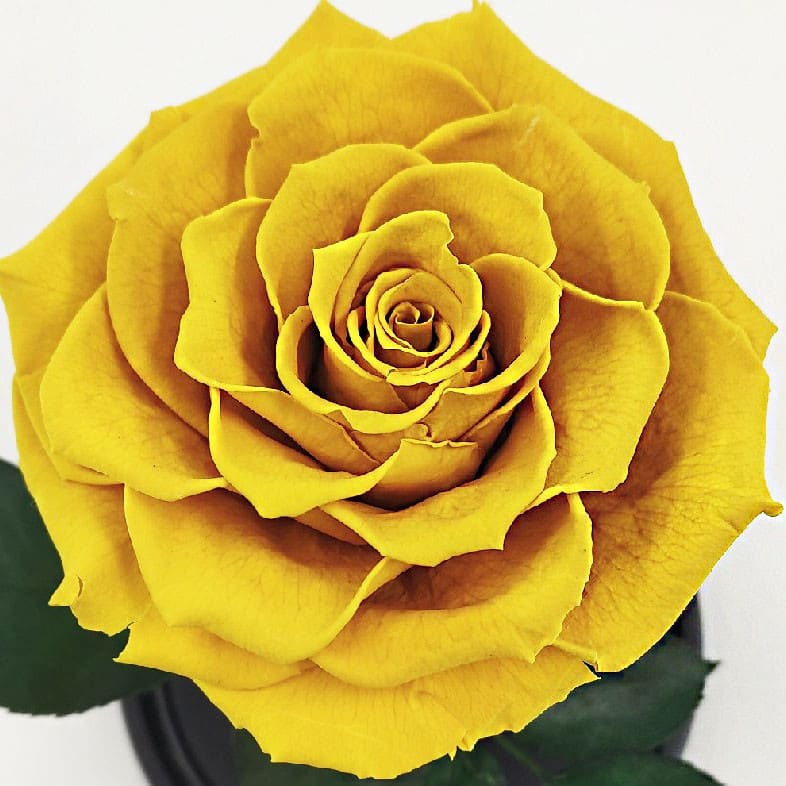 Бутон жёлтой розы в колбе