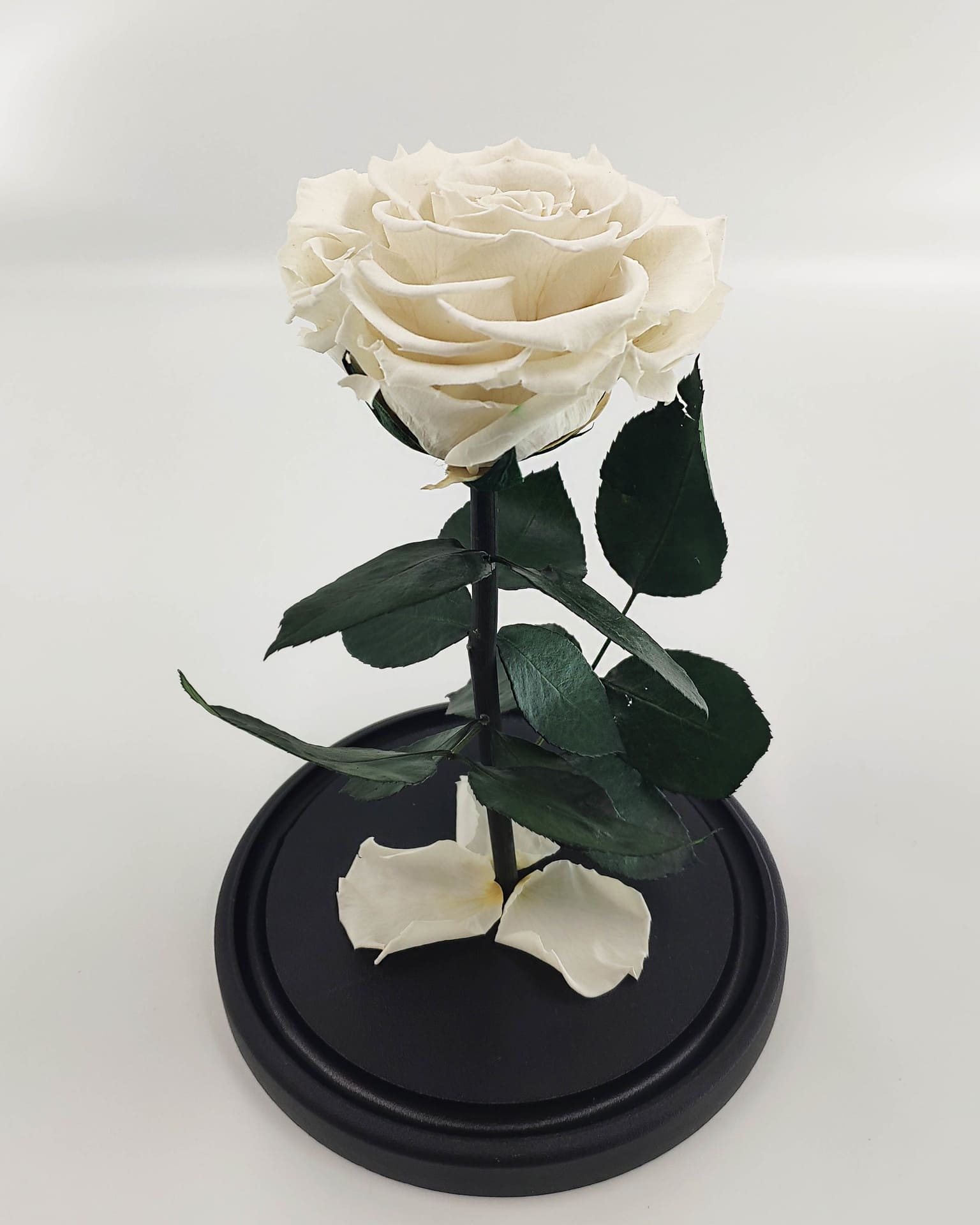 Белая роза без колбы