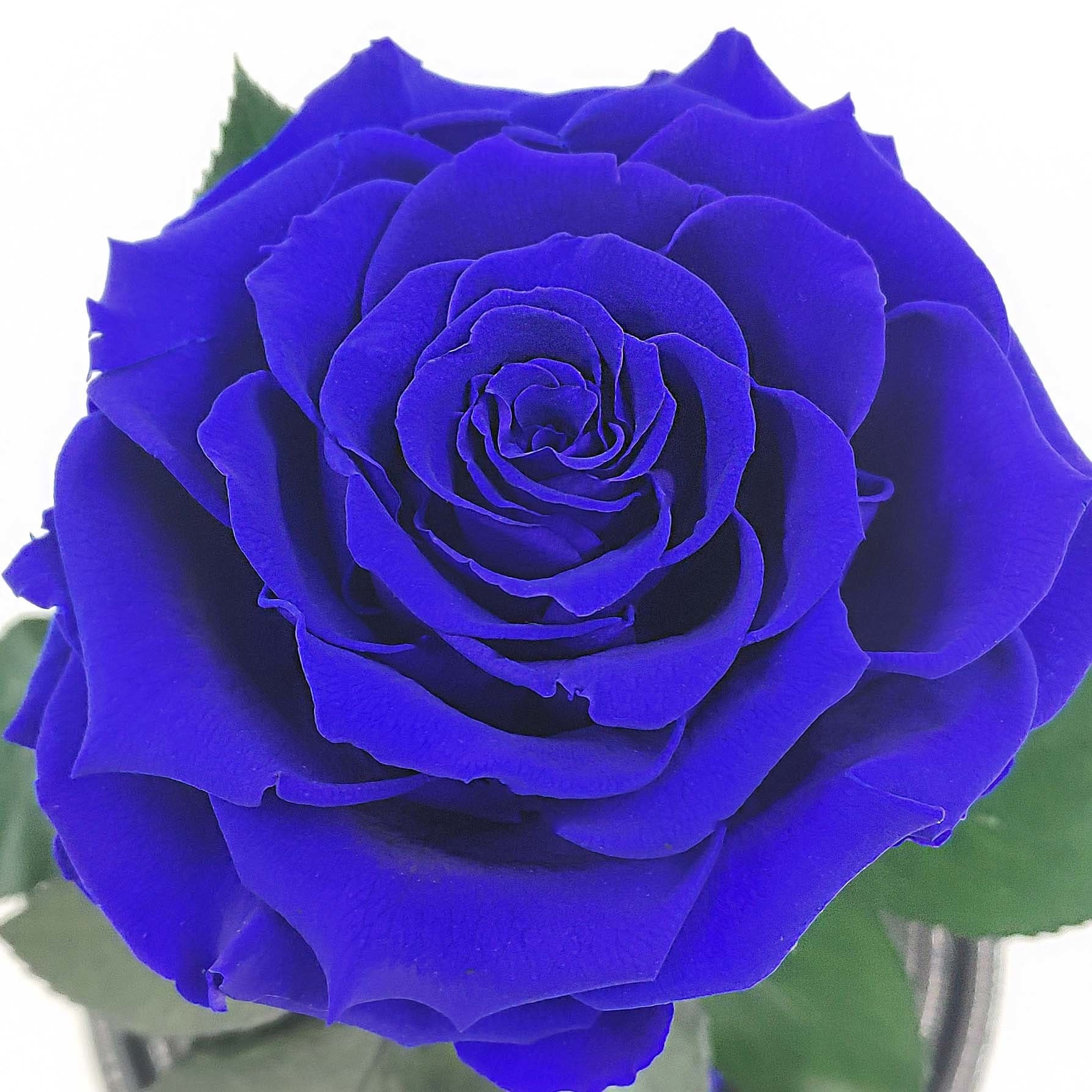 Бутон синей розы в колбе