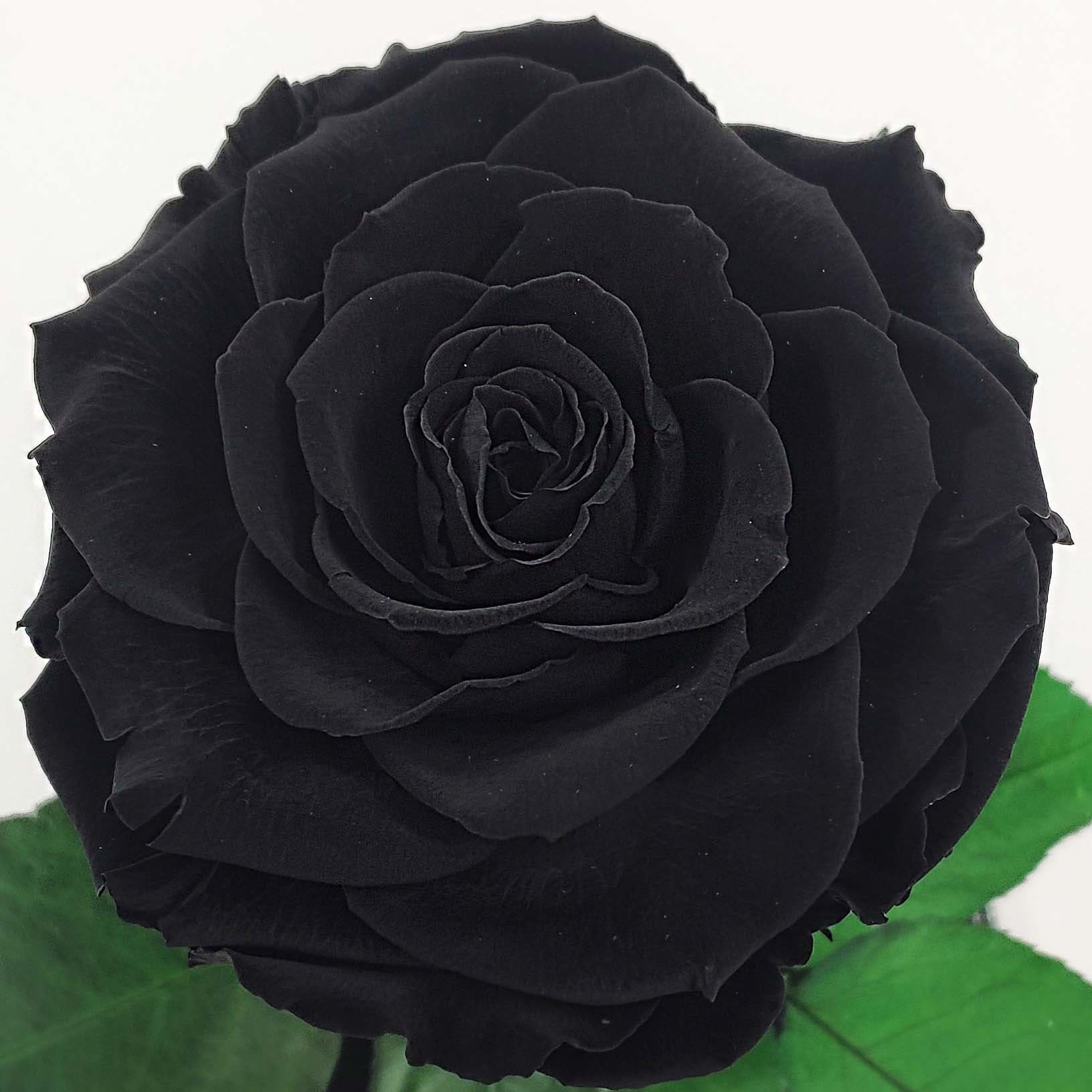 Бутон чёрной розы в колбе