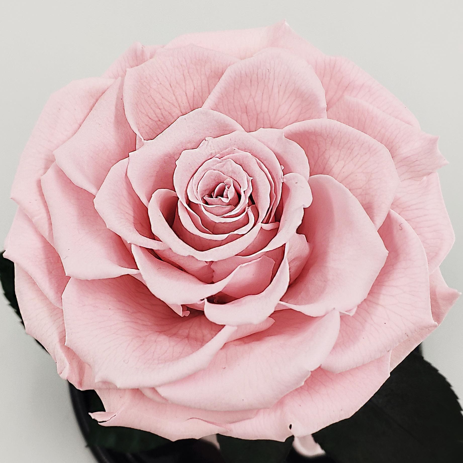 Бутон нежно-розовой розы в колбе
