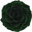 Зелёная вечная роза