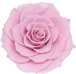 Нежно-розовая вечная роза