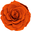 Оранжевая вечная роза