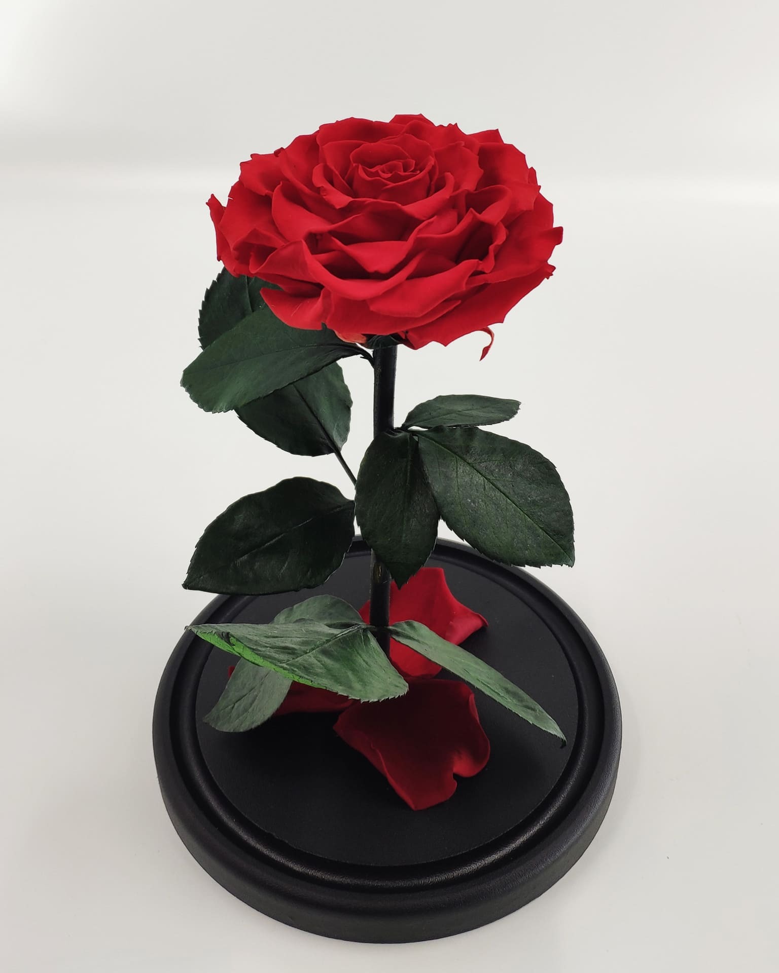 Красная роза без колбы