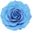 Голубая вечная роза