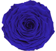 Синяя вечная роза