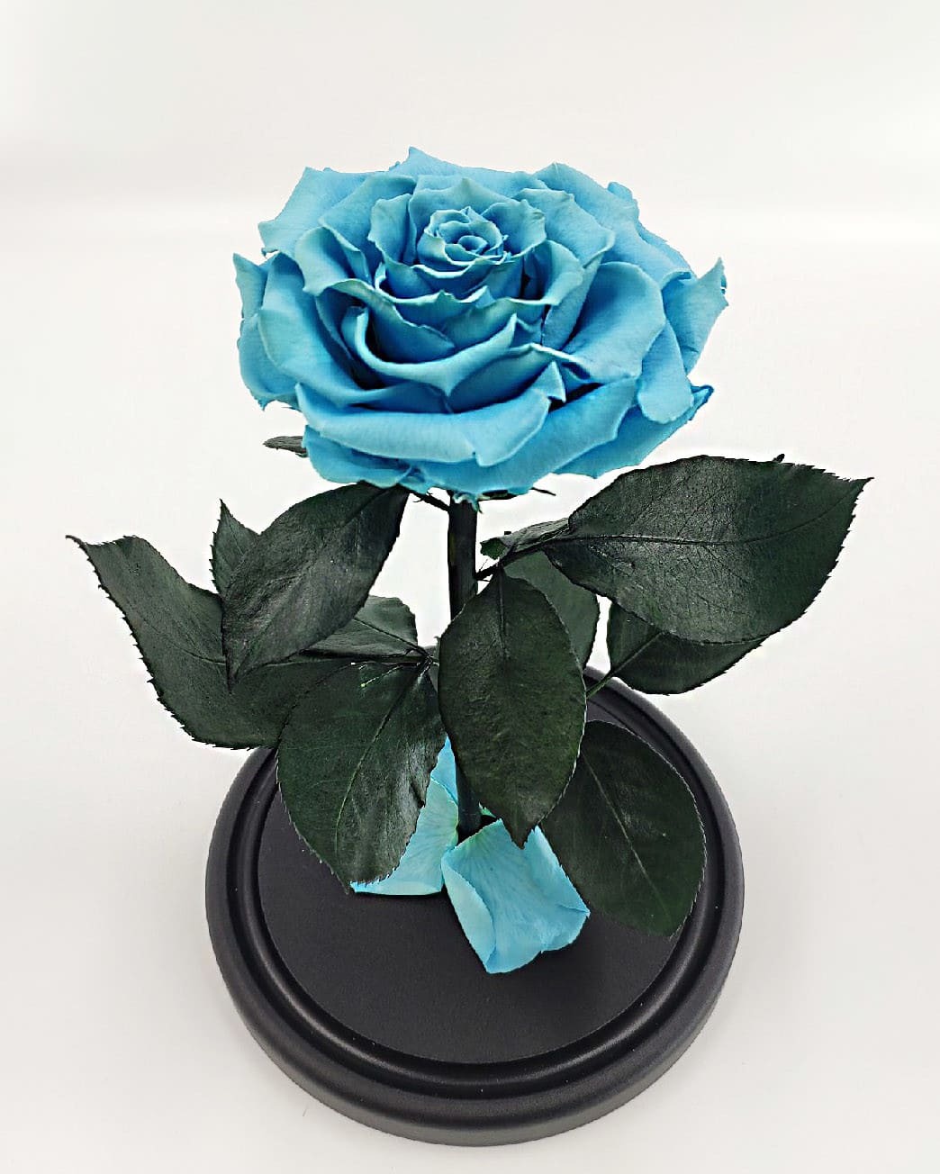 Голубая роза без колбы
