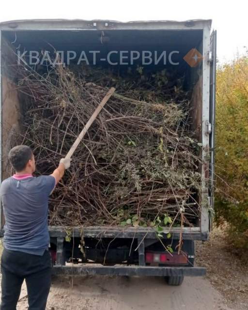 Ветки деревьев после расчистки участка в Ивантеевке