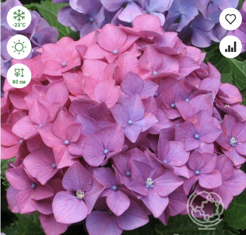 https://rostokmegion.ru/gortenziy-Hydrangea macrophylla Candy