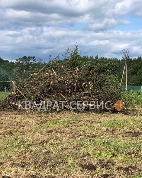 Спиленные ветки на дачном участке картинка