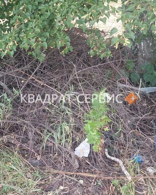 Спиленные ветки на дачном участке Красногорский район картинка
