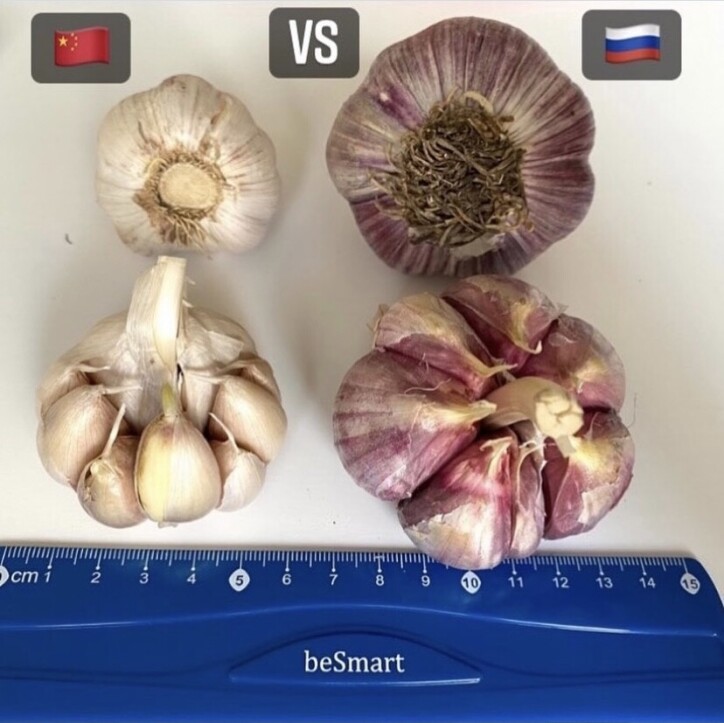 Крупный семенной 🧄 чеснок оптом от производителя. Сорт озимый Любаша 🌿